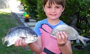 Kolstert vir 1ste vangs